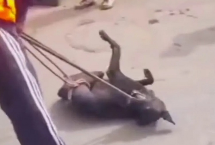 太陽報：摩洛哥當局為世界杯清理街道，正在消滅300萬只流浪狗